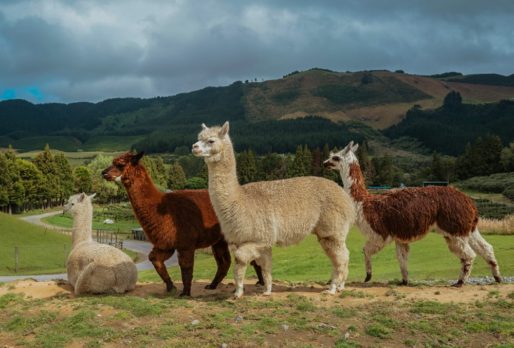 alpakafarm