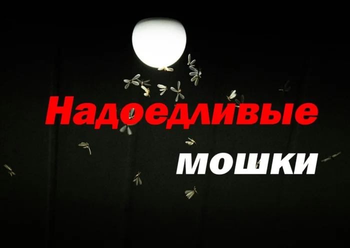 мошки в помещении
