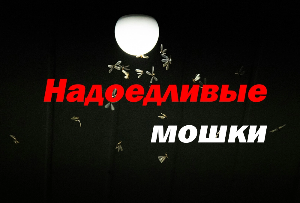 мошки в помещении