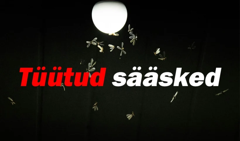 Kuidas vabaneda toatoas lendavatest murelastest ja äädikakärbestest